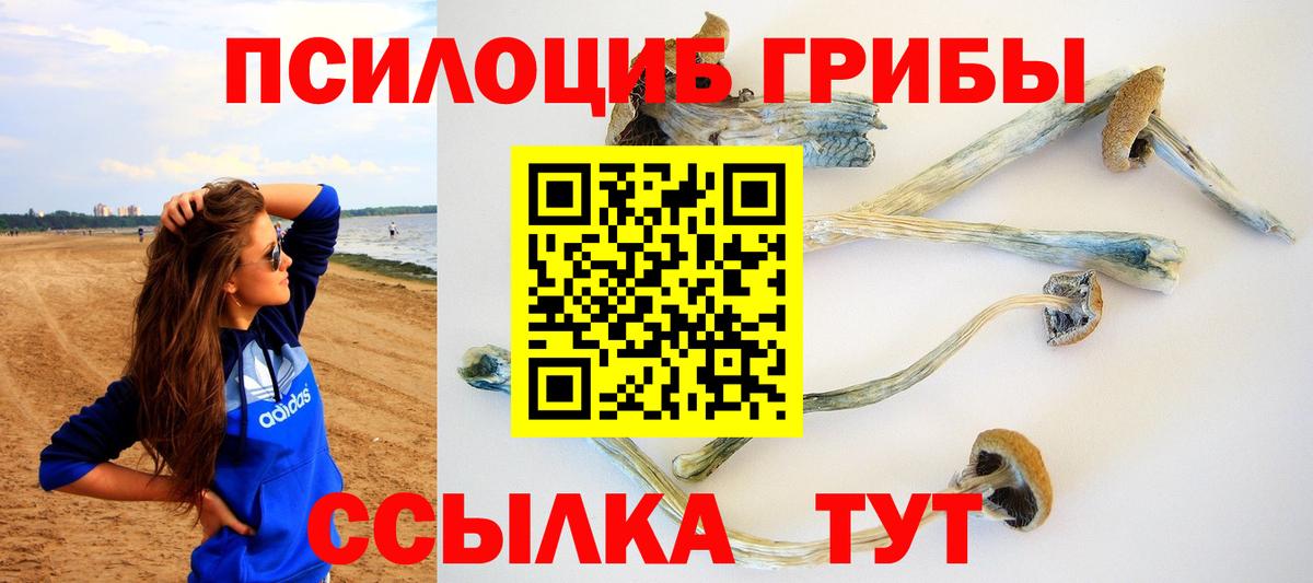 Галлюциногенные грибы Psilocybe  Вход с VPN  Зима 